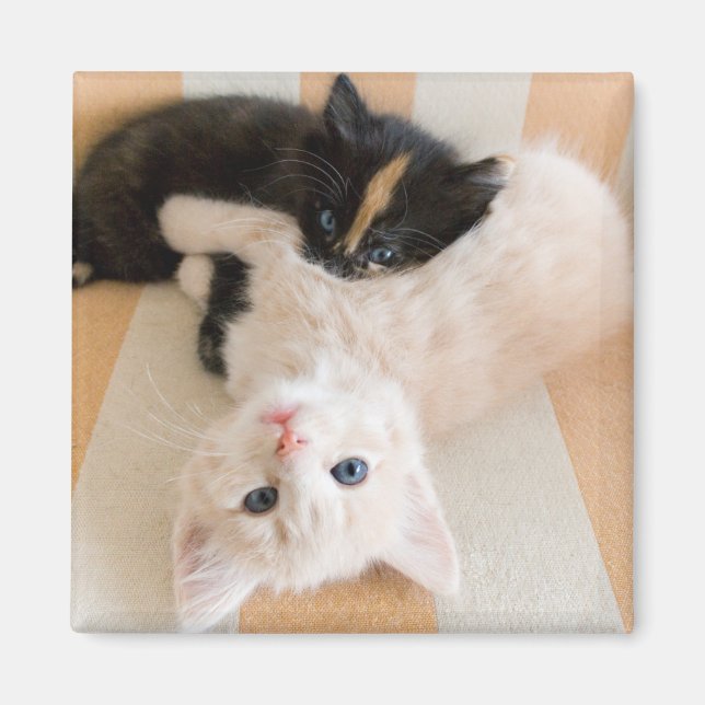 Aimant Chatons Blancs Et Noirs (Devant)