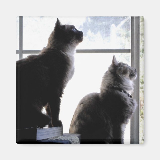 Aimant Chats curieux regardant par fenêtre Kitties Photo (Devant)