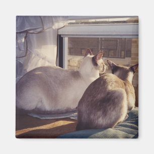 Aimant Chats siamois deux à la fenêtre (2)