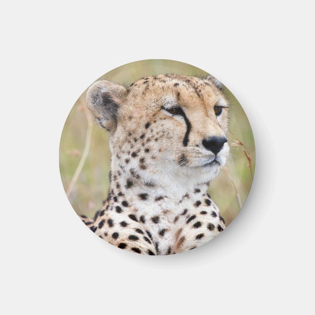 Aimant Cheetah (Devant)
