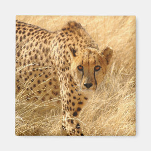 Aimant Cheetah