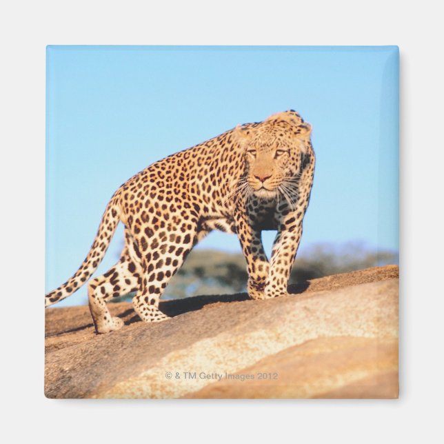 Aimant Cheetah (Devant)