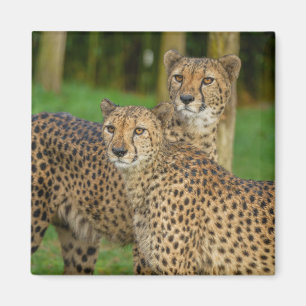 Aimant Cheetah Duo