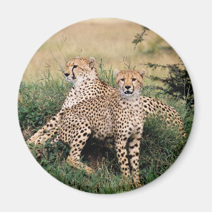 Aimant Cheetah Pair