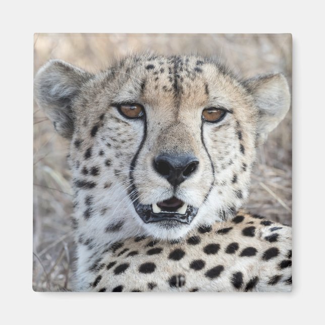 Aimant Cheetah Portrait (Devant)
