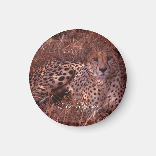 Aimant Cheetah Stare (Devant)