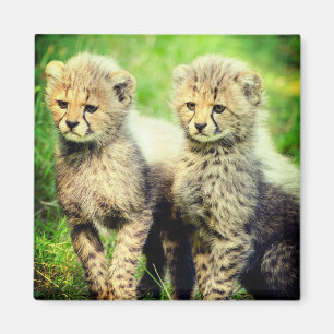 Aimant Cheetahs bébé