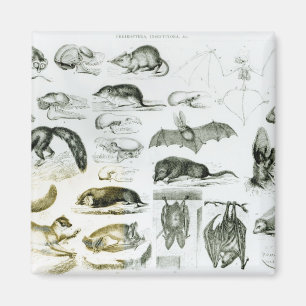 Aimant Cheiroptera, Insectivora