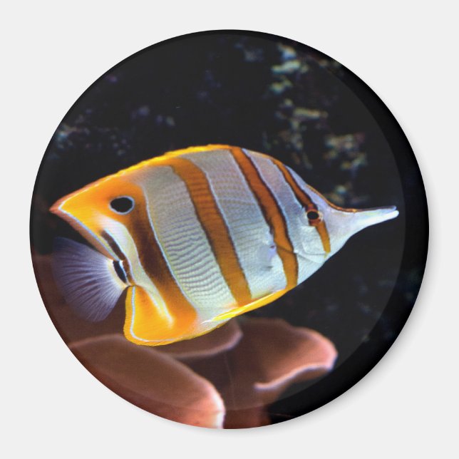 Aimant Chelmon rostratus (Devant)