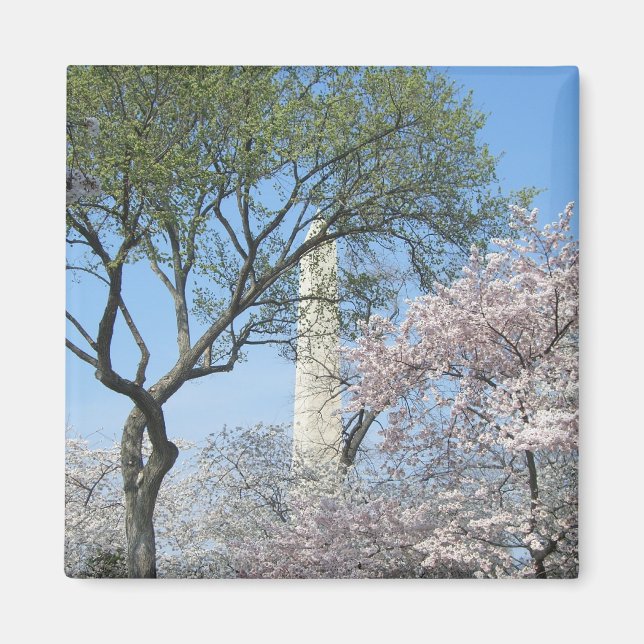 Aimant Cherry Blossoms et le monument de Washington à DC (Devant)