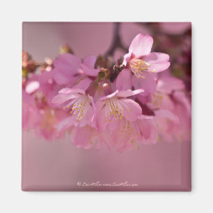 Aimant Cherry Blossoms Hot Spring 2012 Vêtements & Cadeau