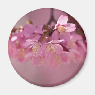 Aimant Cherry Blossoms Hot Spring 2012 Vêtements & Cadeau