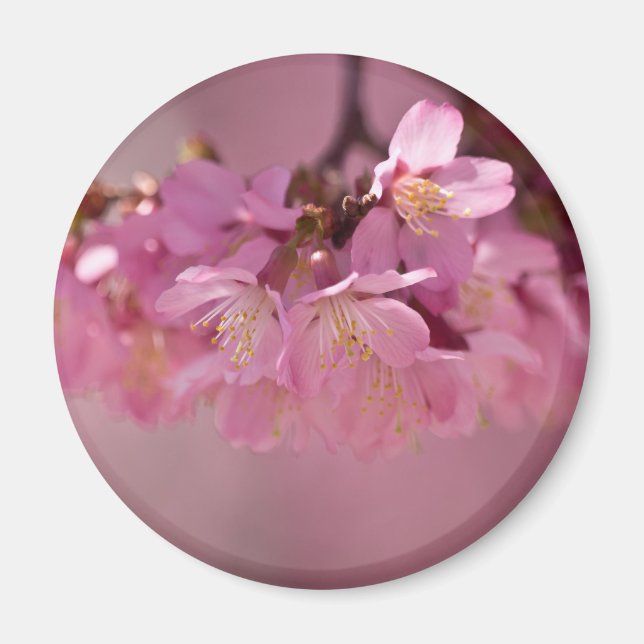 Aimant Cherry Blossoms Hot Spring 2012 Vêtements & Cadeau (Devant)