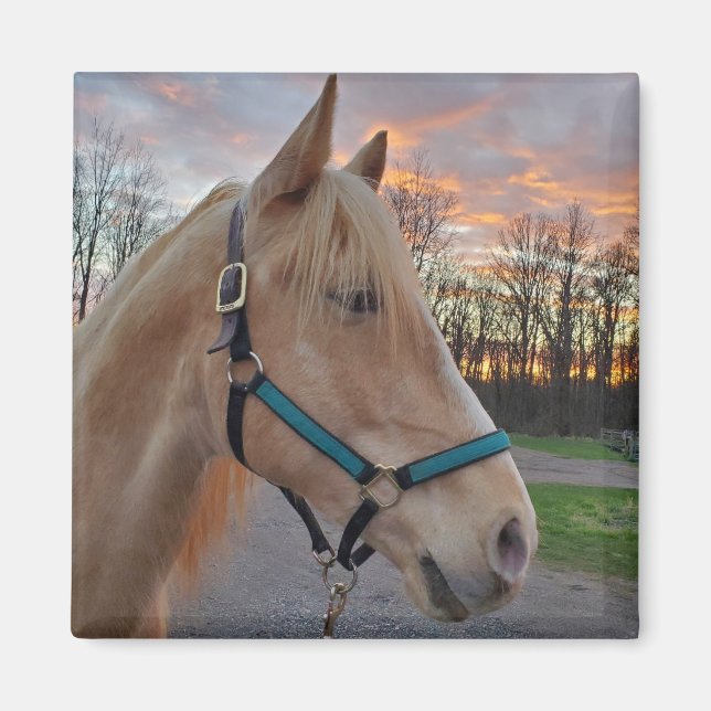 Aimant Cheval (Devant)
