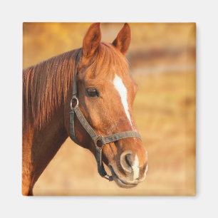 Aimant Cheval