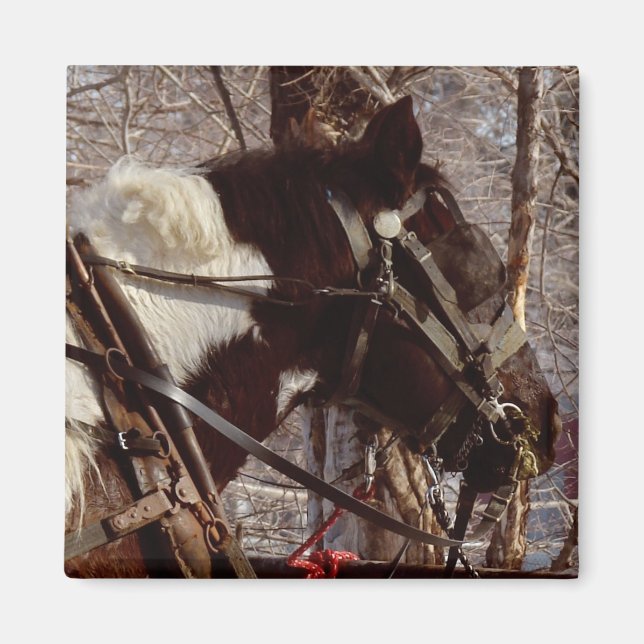 Aimant Cheval à bascule Pinto (Devant)