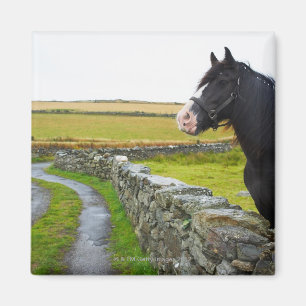 Aimant Cheval à la ferme en Angleterre rurale