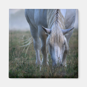 Aimant Cheval blanc