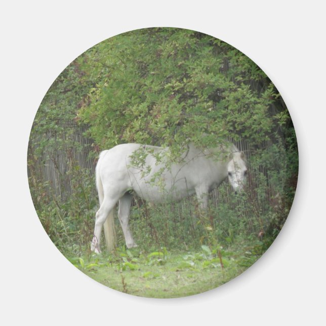 Aimant Cheval Blanc et timide (Devant)