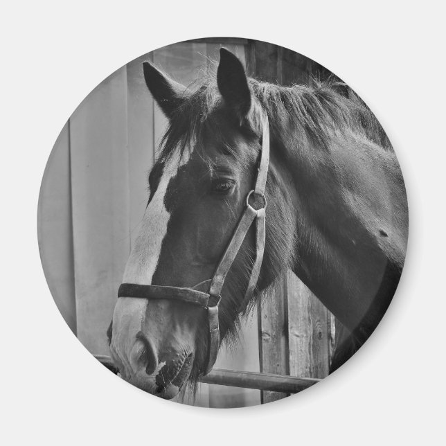 Aimant Cheval blanc noir - Art de la photographie animale (Devant)