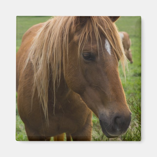 Aimant Cheval Bonjour (Devant)