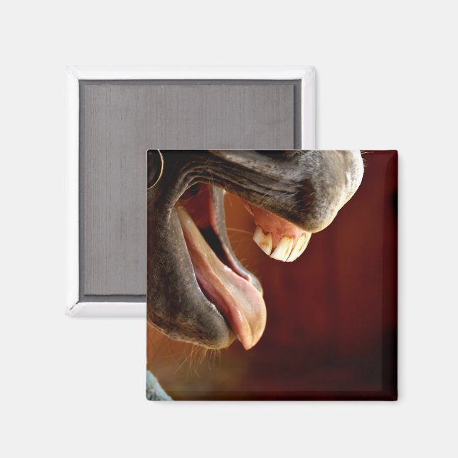 Aimant Cheval, Bouche Ouverte, Langue Sticking Out, Dents (Recto/Verso)