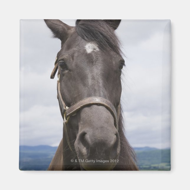Aimant Cheval Brown foncé (Devant)