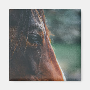 Aimant Cheval Brun en Gros Plan