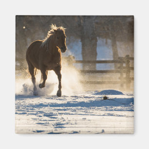 Aimant Cheval courant dans la neige