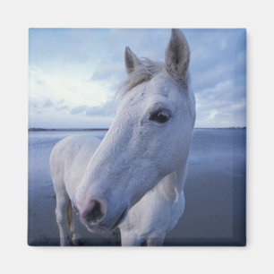 Aimant Cheval de Camargue