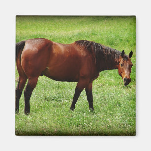 Aimant Cheval de la baie