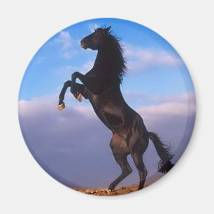 Aimant Cheval d'élevage d'étalon noir sauvage