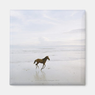Aimant Cheval fonctionnant sur la plage