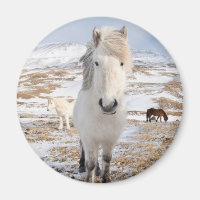 Cheval islandais blanc, Islande
