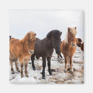 Aimant Cheval islandais en hiver Islande