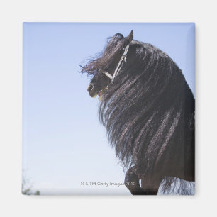 Aimant cheval noir avec la longue crinière