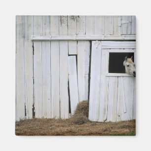Aimant Cheval Sticking Head out Barn Window