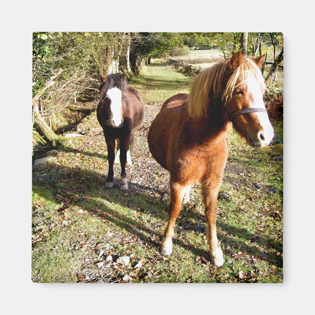 AIMANT CHEVAUX (Devant)