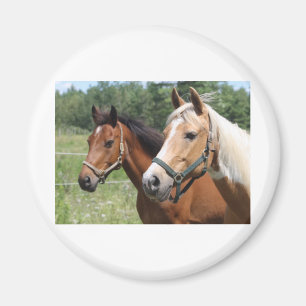 Aimant Chevaux