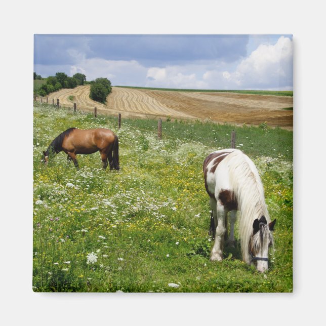 Aimant Chevaux (Devant)