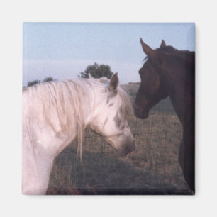 Aimant Chevaux