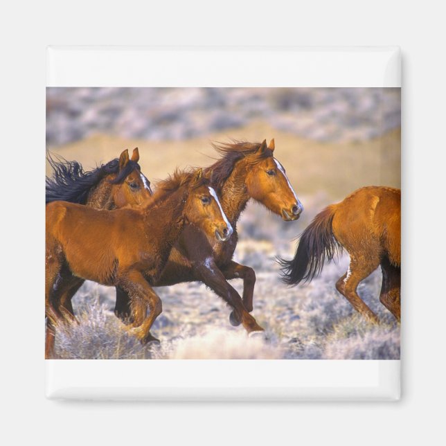 Aimant Chevaux courant (Devant)