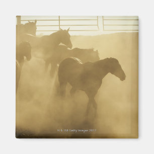 Aimant Chevaux dans le corral