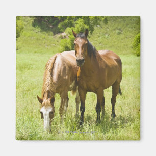 Aimant Chevaux en vallée de San Rafael, Arizona