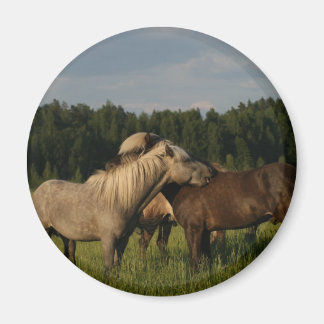 Aimant Chevaux islandais
