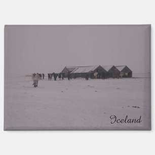 Aimant Chevaux islandais dans l'aimant de la neige