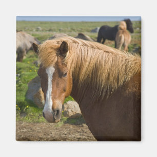 Aimant Chevaux islandais dans le nord-est de l'Islande