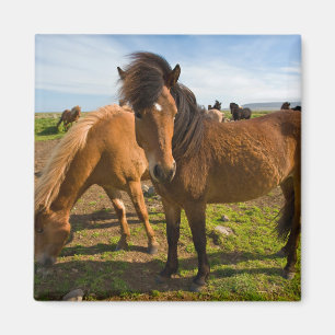 Aimant Chevaux islandais paissent