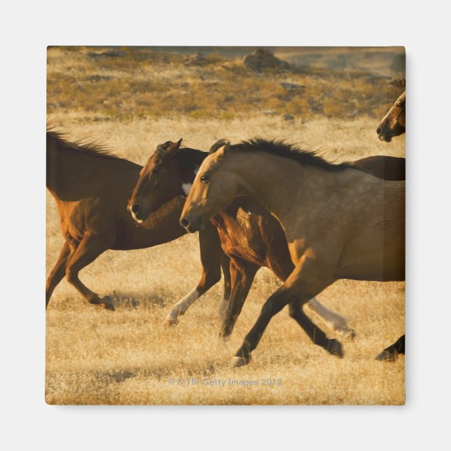 Aimant Chevaux sauvages (Devant)