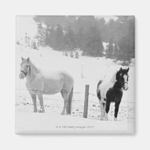 Aimant Chevaux sur le ranch